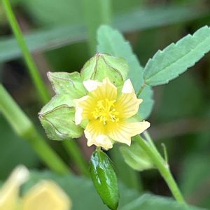 モロヘイヤ,アメリカキンゴジカ,亜米利加金午時花✨,アオイ科,一年草の画像