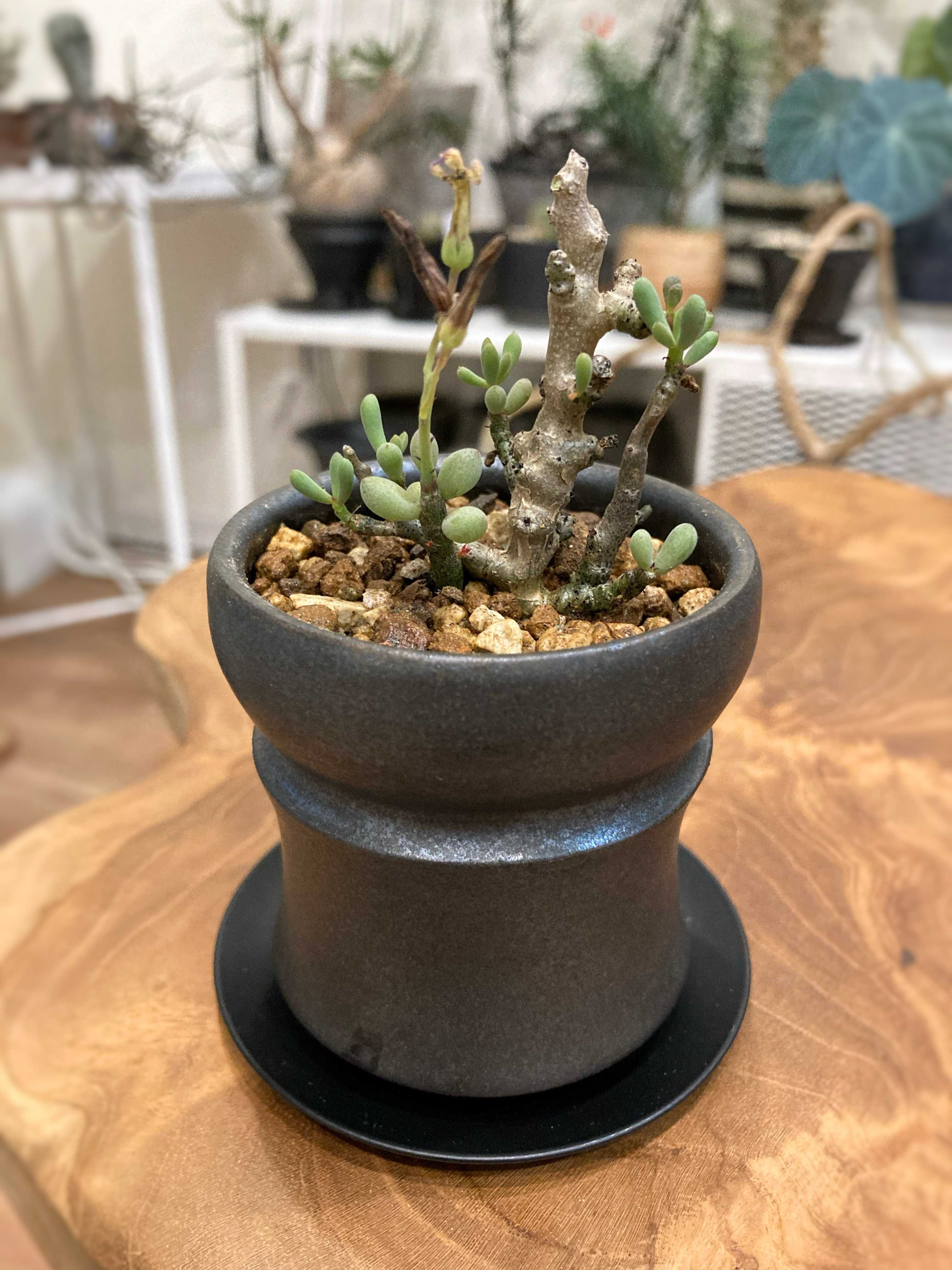 チレコドン スカエフェリアヌス の一覧|🍀GreenSnap(グリーン チレコドン スカエフェリアヌス の一覧|🍀GreenSnap(グリーン