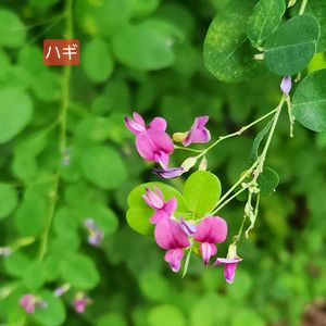 伝統園芸植物,川崎市緑化センターの画像