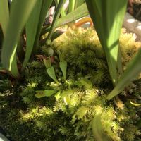 ハエトリソウ,観葉植物,食虫植物,花のある暮らし,パックンフラワーの画像