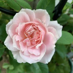 薔薇　ソフィーロシャス,バラ 鉢植え,つるバラ,ばら バラ 薔薇の画像