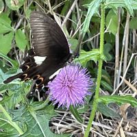 アザミ,ノアザミ,モンキアゲハ,山野草,キク科の画像