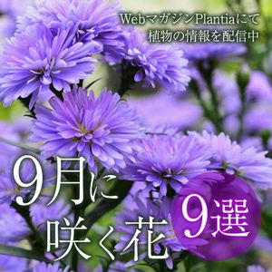 花壇,ガーデニング,花のある暮らし,植物のある暮らし,肥料の画像