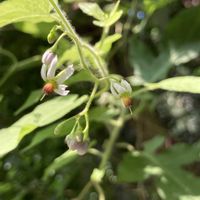 ヒヨドリジョウゴ,散歩,野草,在来種,ナス科の画像