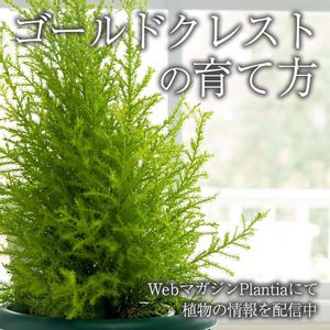 ゴールドクレスト,観葉植物,ガーデニング,緑のある暮らし,植物のある暮らしの画像