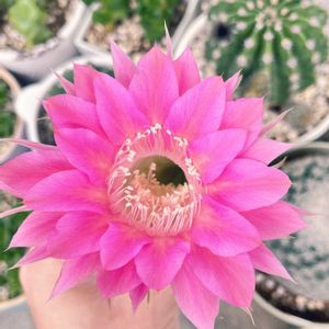 サボテンの花,サボテン☆,エキノプシス属,緑のある暮らし,植中毒の画像