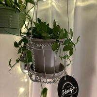 ディスキディア,ディスキディア,観葉植物,初心者の画像