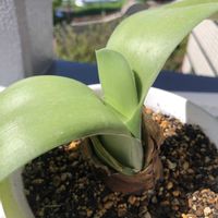 マユハケオモト,眉刷毛万年青(まゆはけおもと),平和を願う☆,植物がある暮らし,No  more warの画像