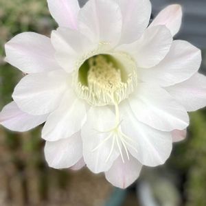 サボテンの花✨,サボテンの花,サボテン☆,花のある暮らし,暑い夏の画像