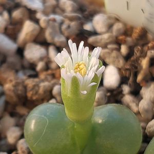 多肉植物,観葉植物,葉挿し,リメ缶,多肉寄せ植えの画像