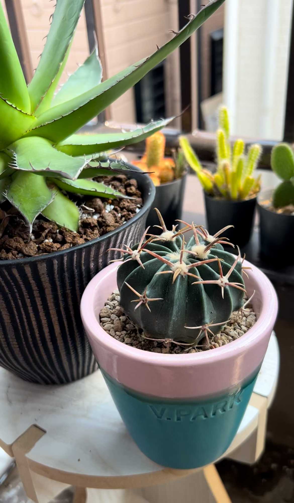 綾波　台付　サボテン 2025年最新】Yahoo!オークション -サボテン 綾波の中古品・新品