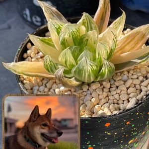 サルスベリ,ハオルチア 花火,多肉植物,リメ缶,柴犬の画像