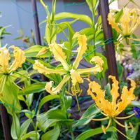 グロリオサ,球根植物,癒し,元気パワー,ほっこり笑顔にの画像