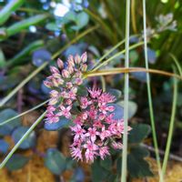 ミセバヤ,カラスバミセバヤ,カラスバミセバヤ,観葉植物,植物のある暮らしの画像