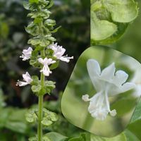 スイートバジル,小さな花,無農薬栽培,心に笑顔の花を,白い水曜日♡の画像