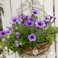 トレニア,ペチュニア,サマーミスト,寄せ植え,ガーデニングの画像