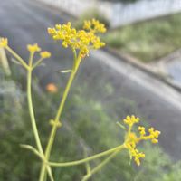 オミナエシ,山野草,放置栽培,神奈川県,山野草大好き協会の画像