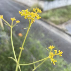 オミナエシ,山野草,放置栽培,神奈川県,山野草大好き協会の画像