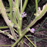 枝豆,枝豆,エダマメの花,こぼれだね　枝豆,道端の画像