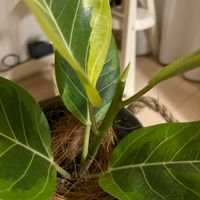 フィカス・アルテシマ,フィカス・アルテシマ,観葉植物,初心者の画像