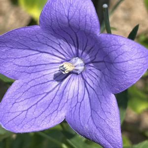 キキョウ,花が好き,無農薬❤家庭菜園,野菜が好き,庭の画像