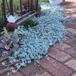 リーフ好き☘.۰•゜,地植え,かわいいな♡,成長が楽しみ,お花好きの画像