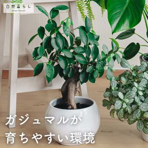 観葉植物,植物のある暮らし,肥料,自然のある暮らし,観葉植物のある暮らしの画像