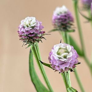 花のある暮らし,切り花を楽しむ,ハナノヒ,日比谷花壇のサブスクの画像