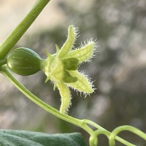 ナツメ,琉球スズメウリ,沖縄スズメウリ,沖縄雀瓜,琉球オモチャウリの画像