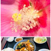 フヨウ,芙蓉,ランチ,復興祈願,食欲の秋の画像