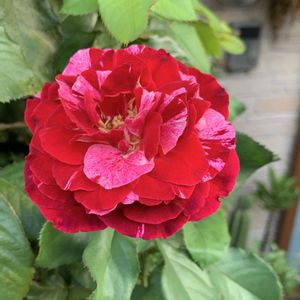 ニューイマジン,バラ 鉢植え,つるバラ,ばら バラ 薔薇の画像