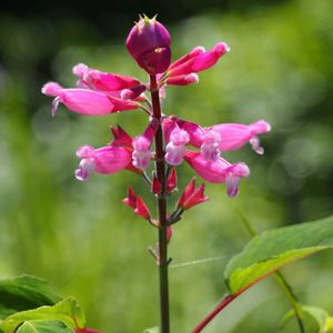 サルビア,庭の花,植木鉢の画像