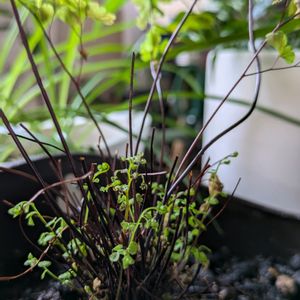 アジアンタム,アジアンタム,可愛い,新芽,水やりの画像