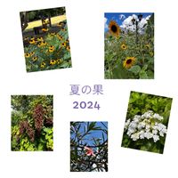 カシワバアジサイ,ヒマワリ,キョウチクトウ,ルドベキア タカオ,アジサイ　紫陽花の画像