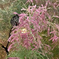 アゲハチョウ,ティーツリー,ナチュラルガーデン,東京,植栽の画像