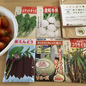 ミニトマト（アイコ）,収穫,田舎暮らし,自家製野菜,夏野菜の画像