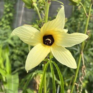 トロロアオイ,花オクラ,夏野菜,家庭菜園の画像