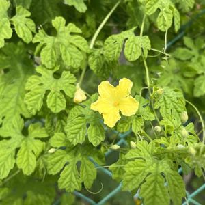 ゴーヤ,夏野菜,家庭菜園の画像