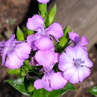 カレープラント,ナデシコ,フジナデシコ（ハマナデシコ）,カレープラントの花,お散歩の画像