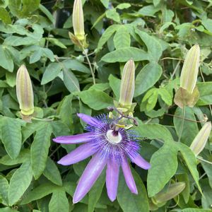 グリーンカーテン,花のある暮らし,ねこと緑のある暮らし,金曜日の蕾たちの画像