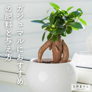 観葉植物,植物のある暮らし,肥料,自然のある暮らし,観葉植物のある暮らしの画像