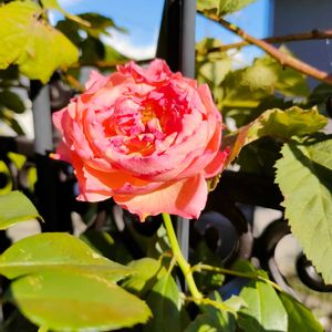 バラ ロビン,バラ 鉢植え,ばら バラ 薔薇,おうち園芸の画像