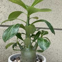 アデニウム,アデニウム オベスム,観葉植物,ミニ観葉,ホームセンター出身の画像