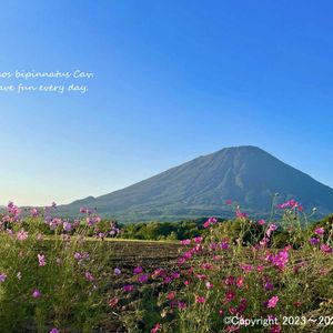 青空,キク科,アガベ属,北海道,多肉女子の画像