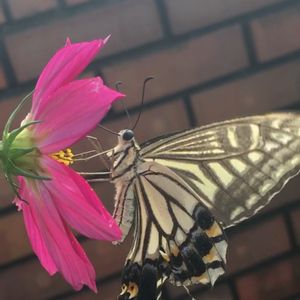 コスモス,コスモス,レンガ,ピンクの花,今日のお花の画像