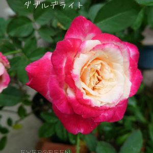 薔薇,ダブルデライト,バラ 鉢植え,庭の記録,ガーデニング初心者の画像