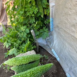 ゴーヤ,夏野菜,富山支部,家庭菜園の画像