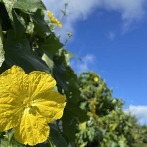 ヘチマ,我が家の庭,種から,夏野菜,黄色の花の画像