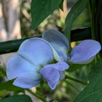 四角豆,四角豆,ガーデニング,お花大好き♡,水色のお花の画像