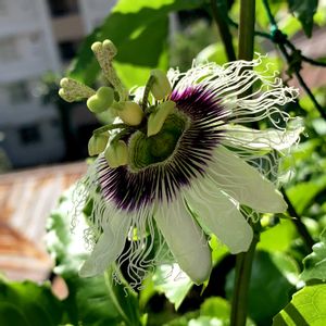 トケイソウ,パッションフルーツ,グリーンカーテン,花散歩,花のある暮らしの画像